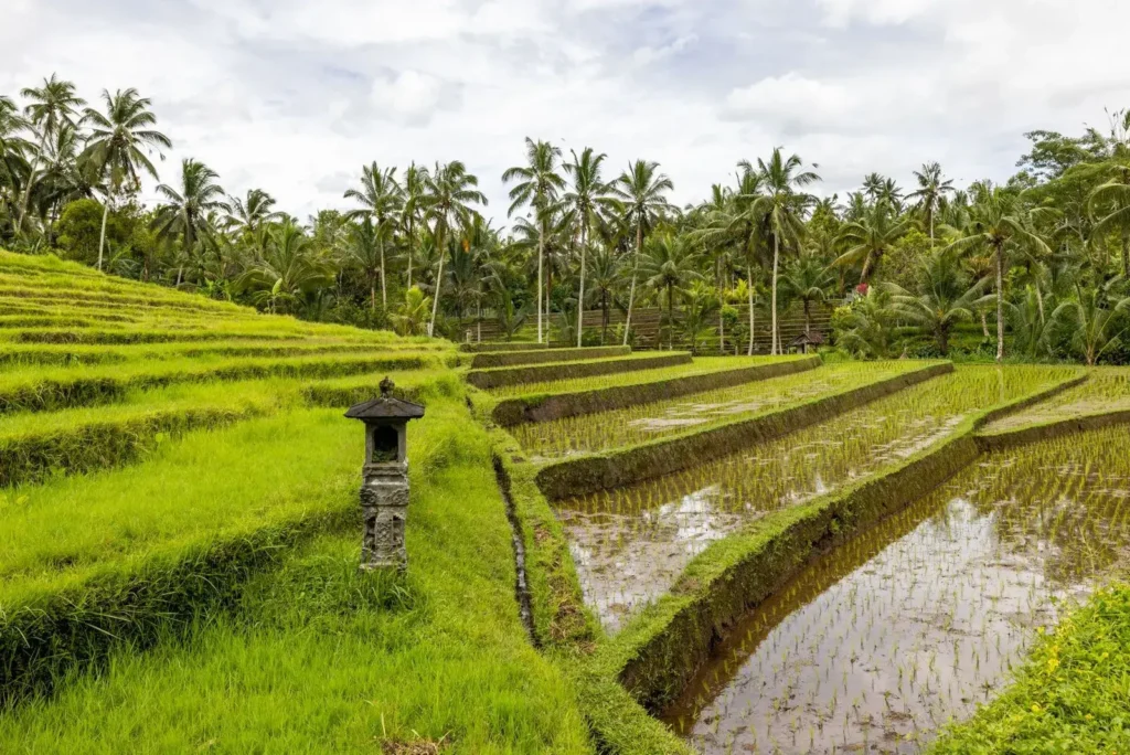 Les rizières d’Ubud à Bali