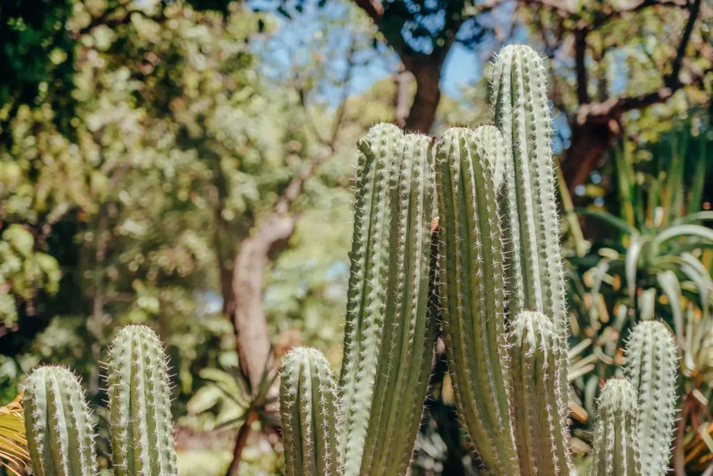 Le jardin Majorelle à Marrakech