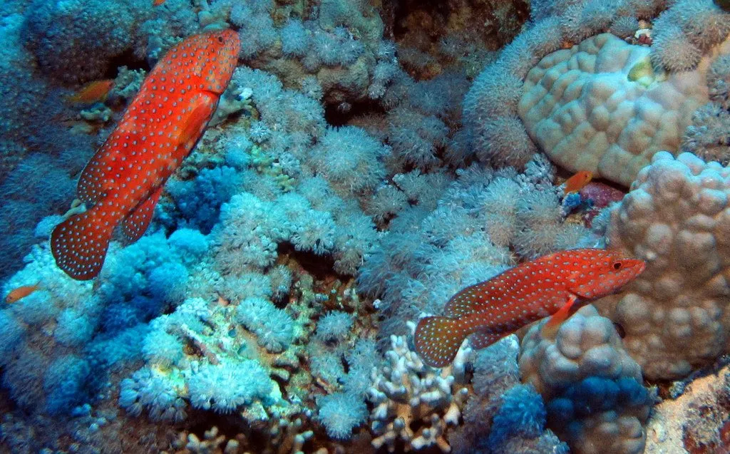 Récif de corail en Mer Rouge
